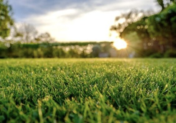 Close-up of thick, healthy mowed grass at sunset